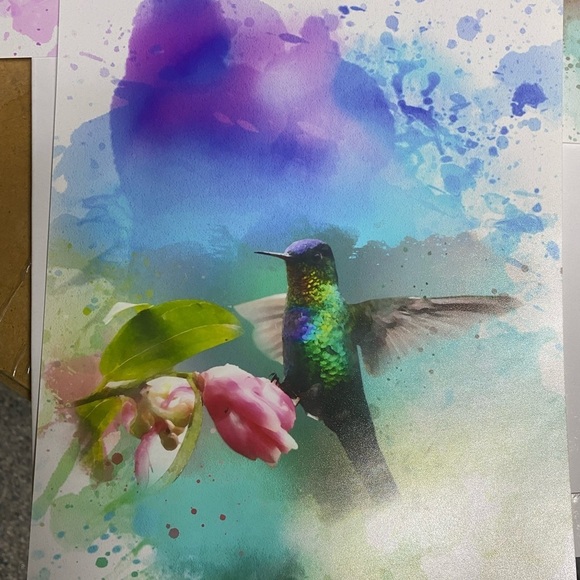 Three 8 x 10 Hummingbird Prints - Picture 3 of 4